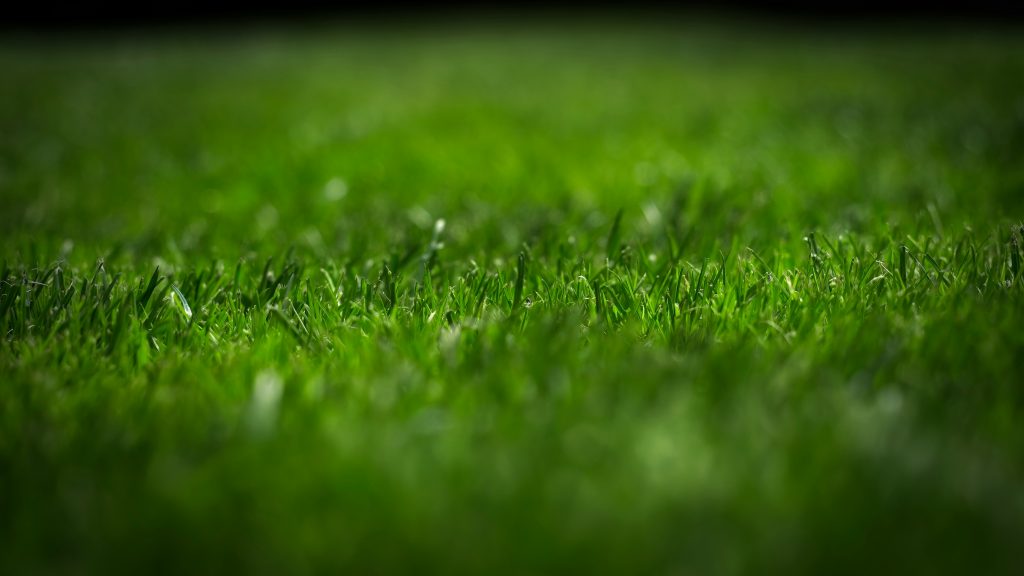 Harga Rumput Mini Soccer